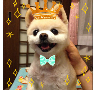 動物に関する流行ワード2014年ランキング、3位は「猫転送装置」!