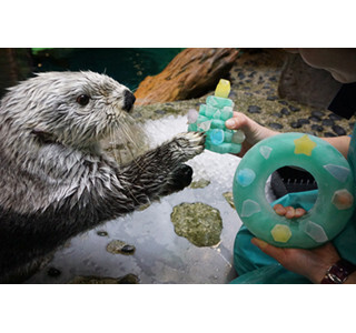 大阪府の海遊館で、ラッコに氷のクリスマスツリーをプレゼント