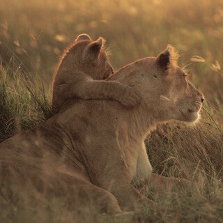 東京都・渋谷ヒカリエで動物写真家・岩合光昭の写真展-野生動物から猫まで