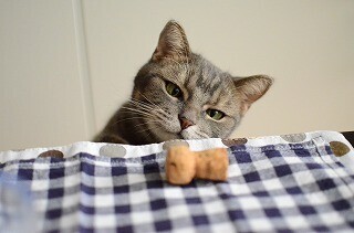 カバのワインを飲んでみたら猫がコルクに夢中になった