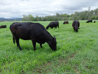 「食の安全」に関する取り組みを動画で公開 - 日本マクドナルドの「ビーフ」の品質管理を現場でレポート