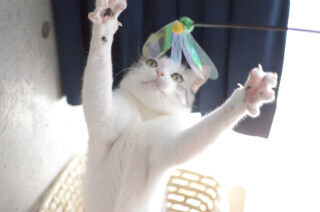 一眼レフ初心者が猫撮影に挑む! (22) 猫を連写で撮影してみよう