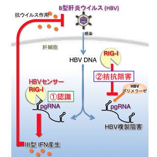 北大など、生体内でB型肝炎ウイルスを認識する仕組みを解明