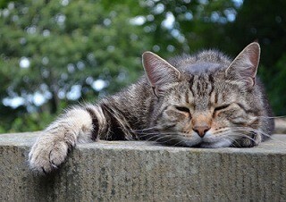 東京都・浜松町で猫のフェスタ・「ニャンフェス」開催