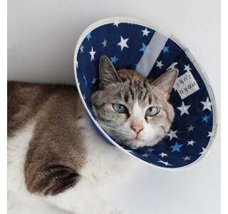 まるでプラネタリウムのような猫用エリザベスカラー