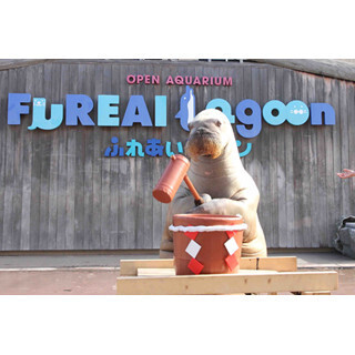 横浜・八景島シーパラダイスで、かわいすぎる"セイウチの餅つき"開催中!