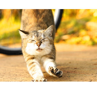 東京都目黒区で野良猫の虐待などの問題を考えるシンポジウムが開催