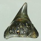 幻のサメ「メガマウス」の化石を沖縄で発見 - アジアで初の公式記録