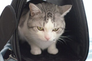 愛猫2匹を同時に動物病院に連れて行くには、リュック型キャリーが便利!