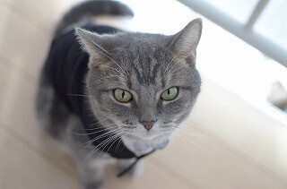 猫用のタキシードを猫に着ていただき結婚式ごっこをしてみた