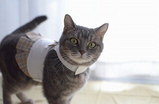 まるで女子高生のような猫用制服を着てみた
