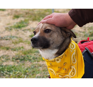 東京都・江戸川区で保護犬の譲渡会開催