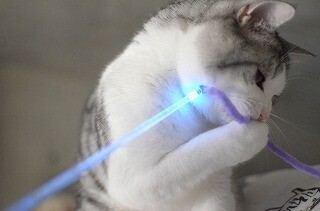 光る猫じゃらしで猫と一緒に遊んでみた