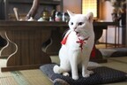 北村一輝主演『猫侍』、第2弾ドラマ&映画製作決定!「想像を超える変化球」