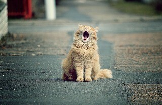 猫のための資格「キャットケアスペシャリスト」をガチで取得する! (1) 始まりはツイッターだった