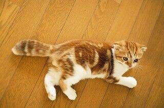 神奈川県横浜市に可愛い猫と一緒に住める「猫付きマンション」登場!