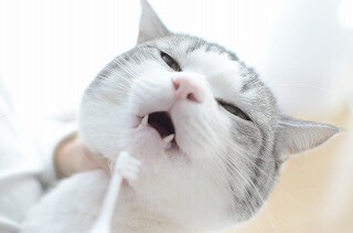 猫の歯磨きシーンは身もだえするほど可愛らしい - 画像45枚
