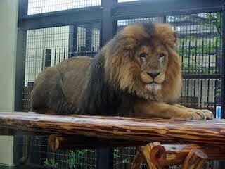 ライオン、トラにマタタビをあげるとどうなる!?「ネコの日」イベント開催!