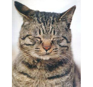 東京都・神保町で猫だらけのイベント「書泉ねこナイト」開催