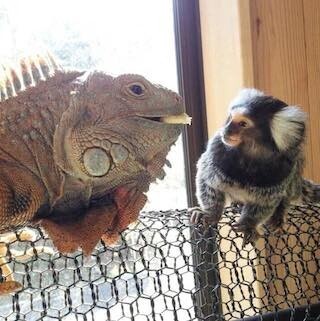 イグアナがあのモフモフの動物に口移しでバナナを与える様子が激写された