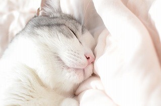 服についた大量の猫の毛を簡単に取る方法