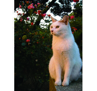 神奈川県横浜市で猫だらけの「猫ねこ写真展」開催!
