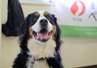 東京都・大田区の小学校で犬とのふれあい授業を開催