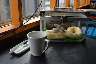 東京都・原宿に、ヘビを見ながらコーヒーを楽しめる"ヘビカフェ"が登場