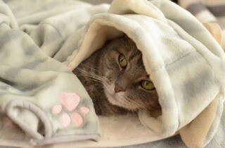 東京都・渋谷ヒカリエに限定オープンした猫ショップに行ってきた