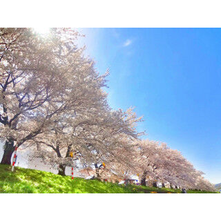 &quot;日本一の桜&quot;に&quot;日本最古の桜&quot;も! 全国&quot;花見おすすめスポット&quot;発表