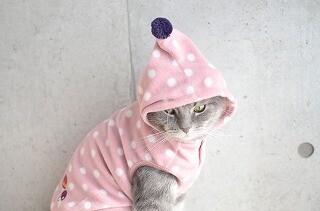 フードつきの猫用パーカーを着せてみた