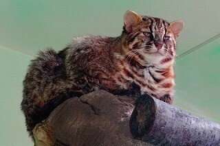 愛知県名古屋市でユキヒョウなど11種類のネコ科に会える猫イベント開催