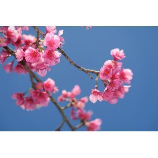 もうすぐ桜写真の季節、ひと足先に鹿児島・仙巌園でカンヒザクラを撮影中