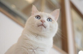 猫と一緒にヨガをする話題の「猫ヨガ」が開催!