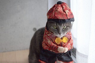 猫用のチャイナ服を猫が着るとこうなる - 画像大量