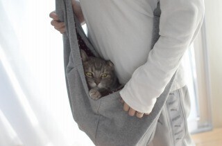 抱っこ紐を使って猫を抱っこしてみた