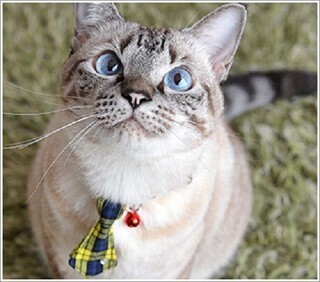 一瞬で紳士に変身できる! 猫の首輪につけるネクタイ