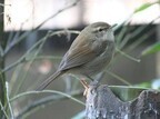 東京都・上野動物園で、春を告げる鳥「春告鳥」のさえずりが始まる