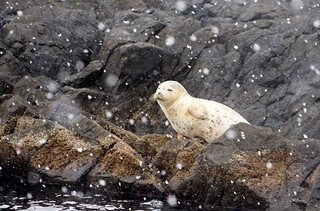可愛い寝顔を見せる野生アザラシが北海道小樽市で目撃された