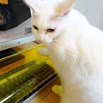 愛猫からキーボードを守る? - 手元が見えるキーボード収納デスク