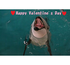 イルカへのバレンタインプレゼント、チョコの代わりにあげたのは……