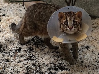 長崎県・森きららに、新たにツシマヤマネコが来園