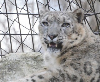 東京都・多摩動物公園のネコ展で、ネコ科動物に会ってきた! - 画像254枚