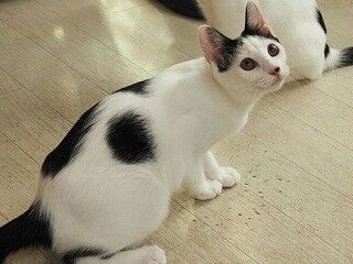東京都豊島区で、125匹の可愛らしい猫の里親を募集中
