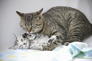猫はなぜ喉をゴロゴロ鳴らすのか - 獣医師が解説