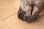 猫は自分のしっぽをマフラーに使うが、大きなデブ猫でも可能なのか検証