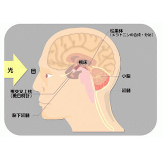 筑波大学など、体内時計を調節するペースメーカー細胞の存在を証明