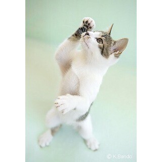 東京都台東区で、"猫の手"を借りて復興支援をするチャリティー展が開催