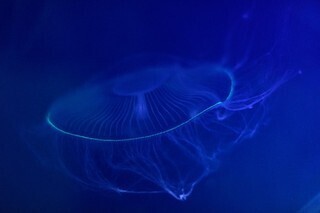 緑色蛍光タンパク質を持つクラゲの展示が開始