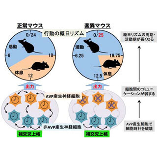 金沢大、体内時計の安定に関わる神経細胞を発見